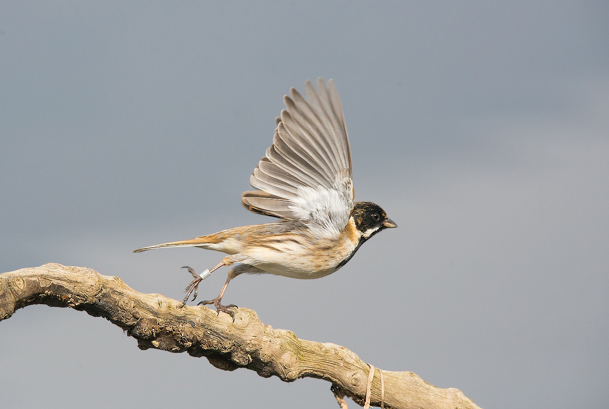 Migliarino di palude in fase di stacco...