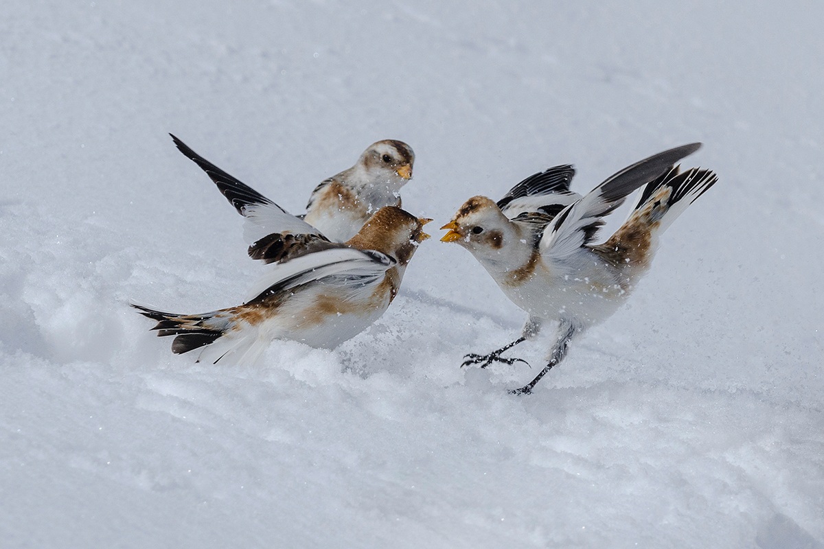 Battibecco tra zigoli