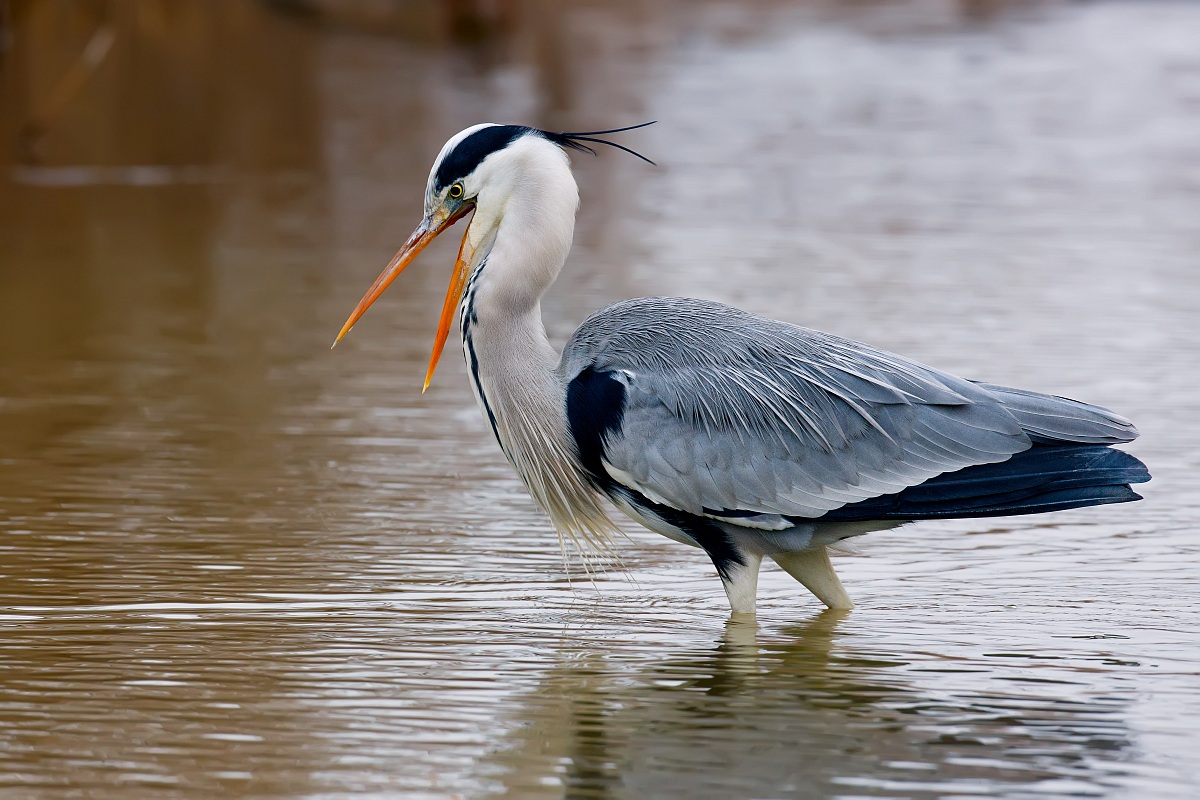 Airone in abito nuziale
