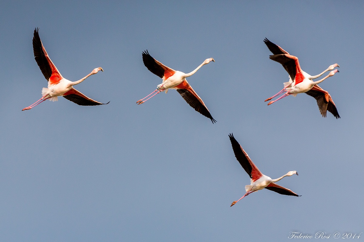 Fenicotteri rosa in volo