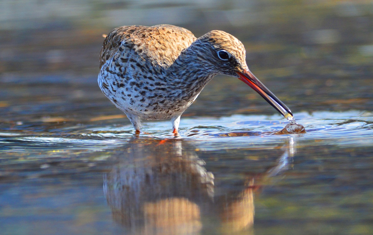 Pettegola fiume Entella