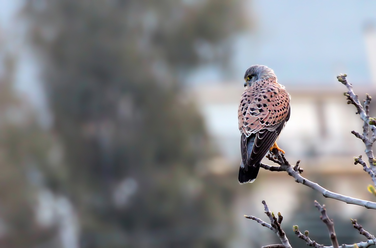 A shy kestrel
