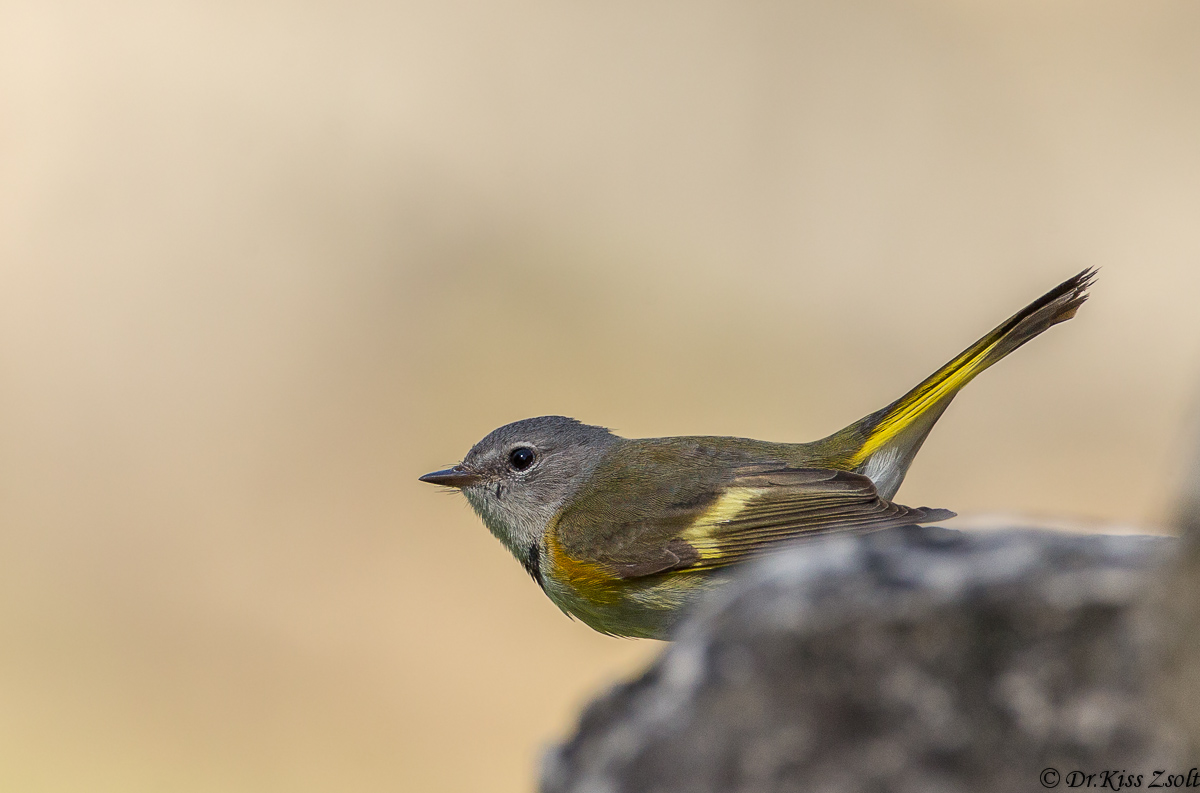 American Redstart