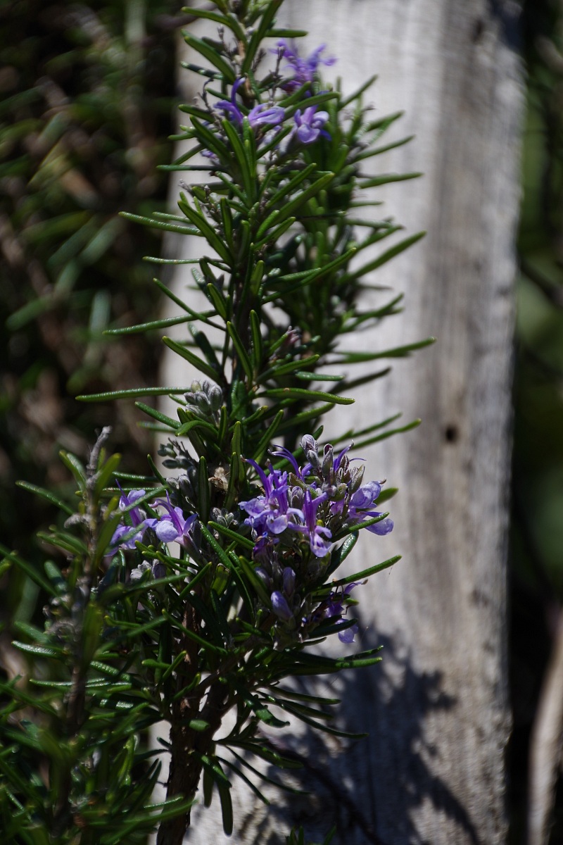 Rosemary in flower