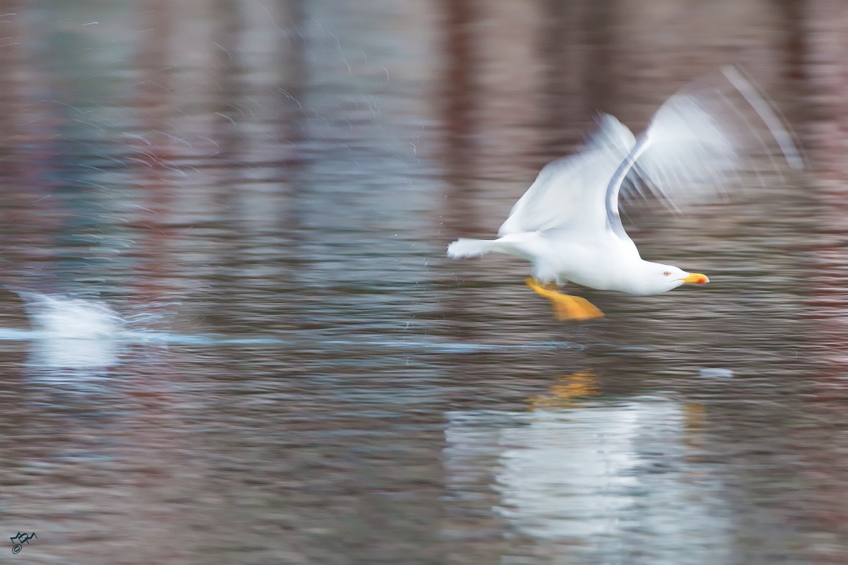 esagerando col tammyrex+6D