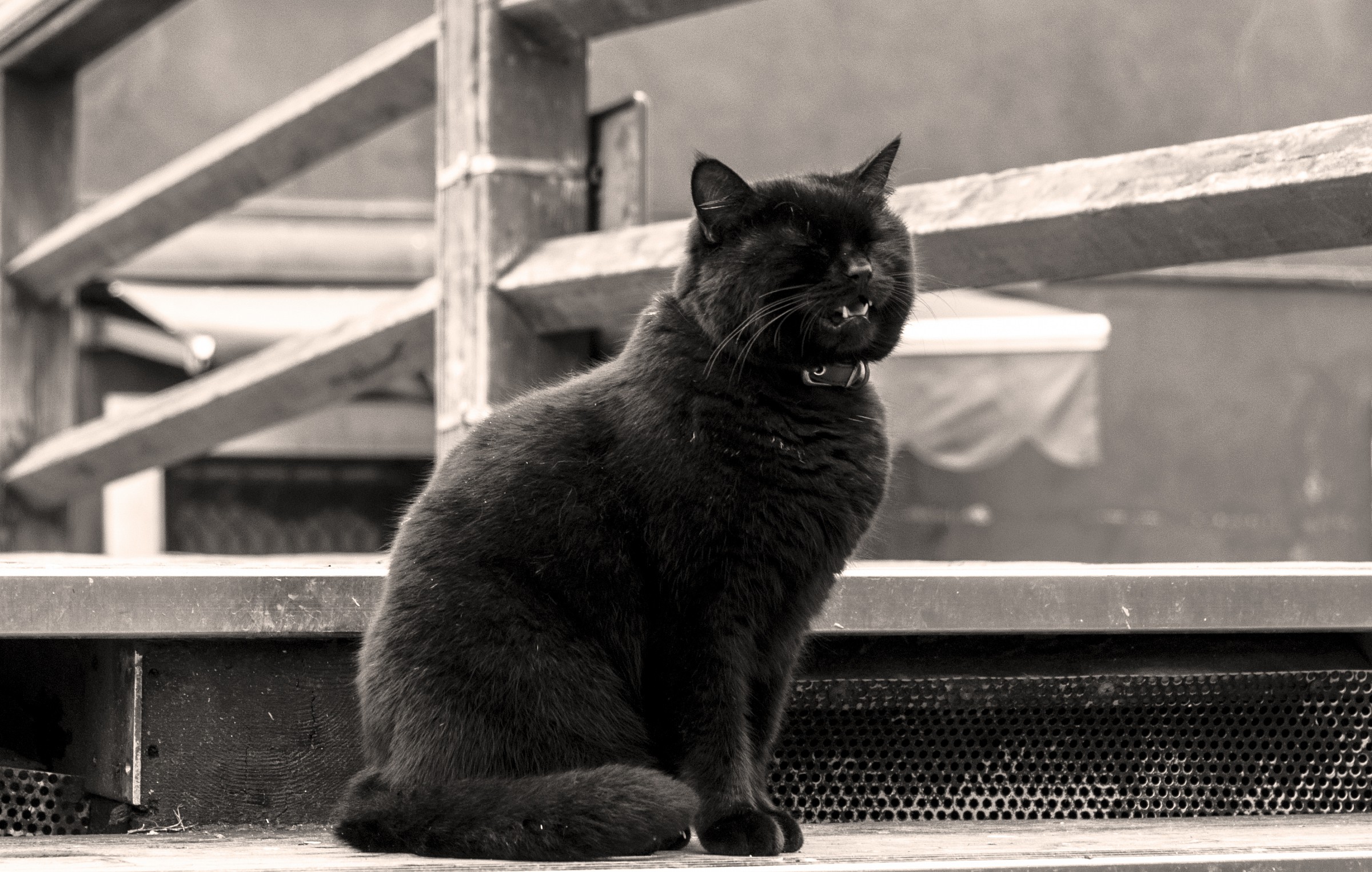 The "Roar" Panther B / W