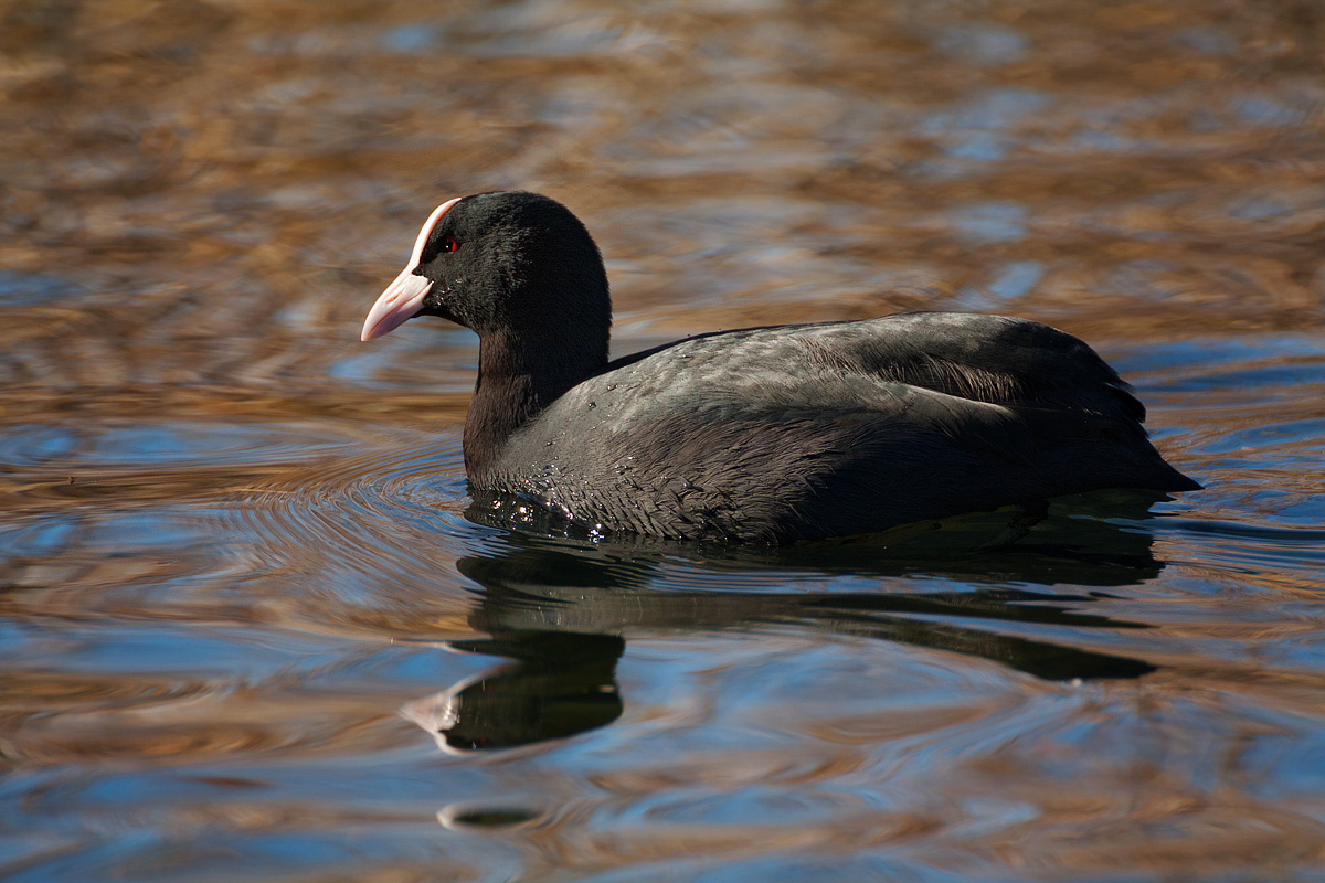 Tra i colori del lago