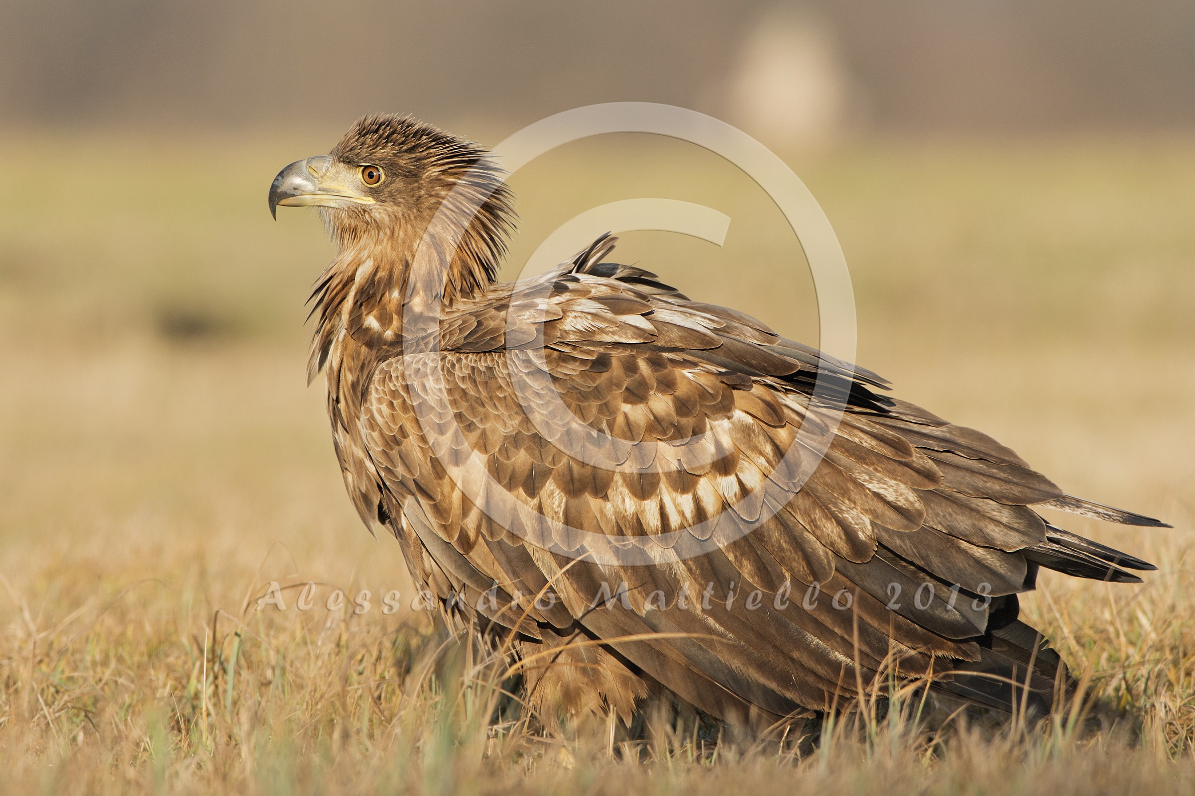portrait of a young eagle