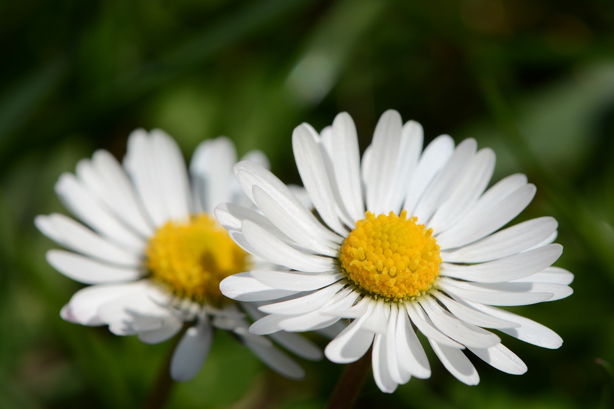 Daisies
