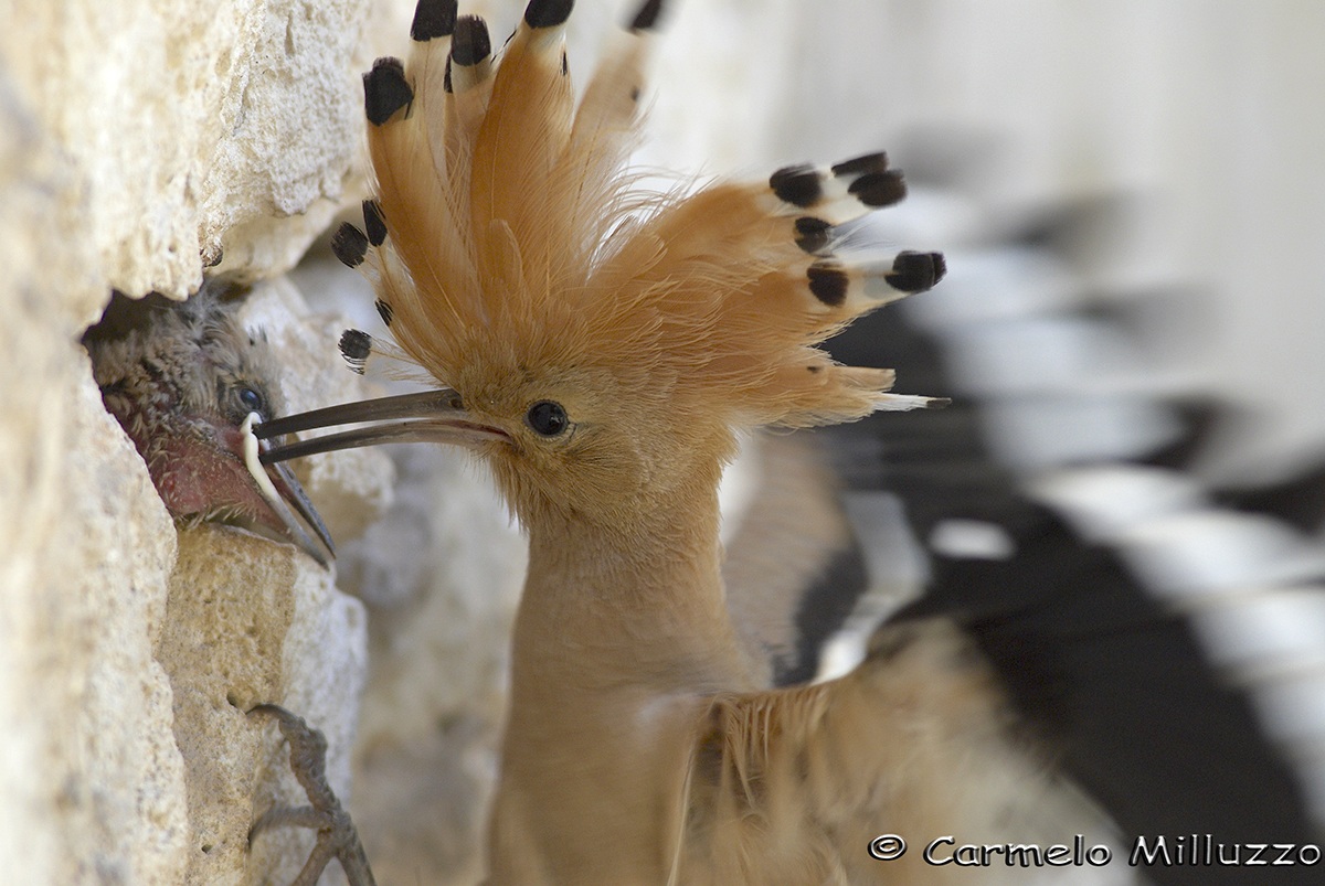 Upupa  (Amore di mamma )