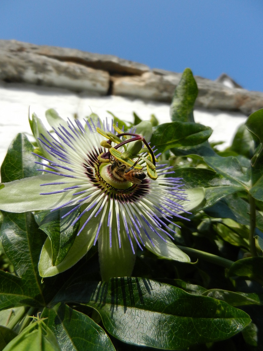 passionflower