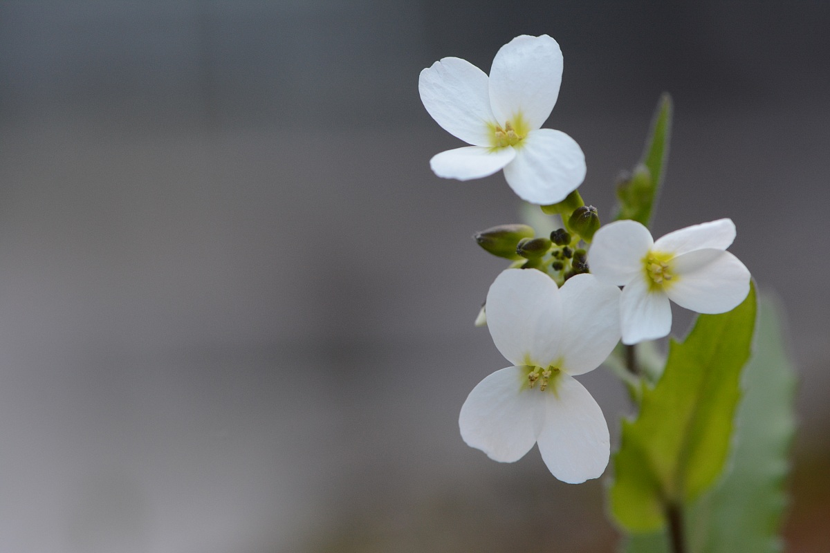 Edge of the ravine ...