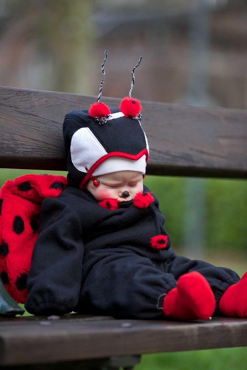 coccinella addormentata