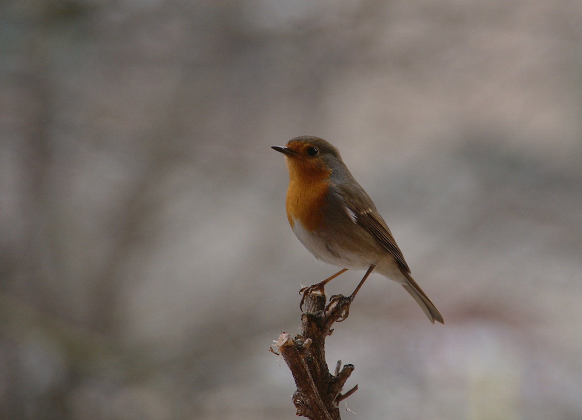 Balcony of the house 2