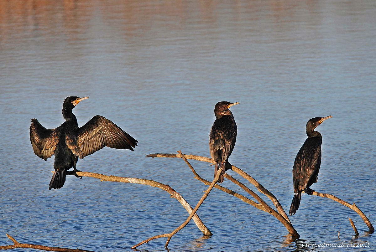 6 Cormorants
