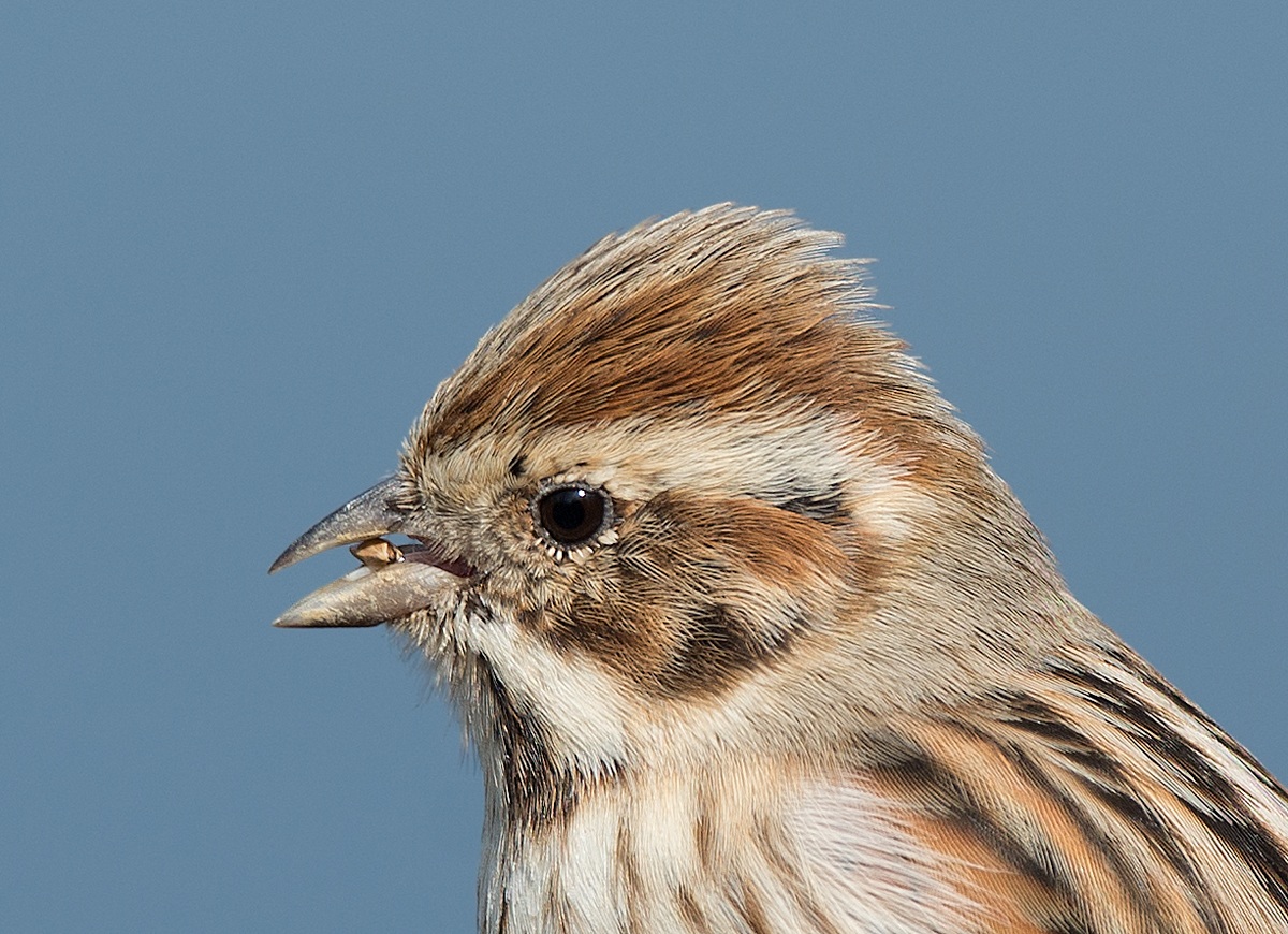 Ritratto di migliarino di palude femmina....
