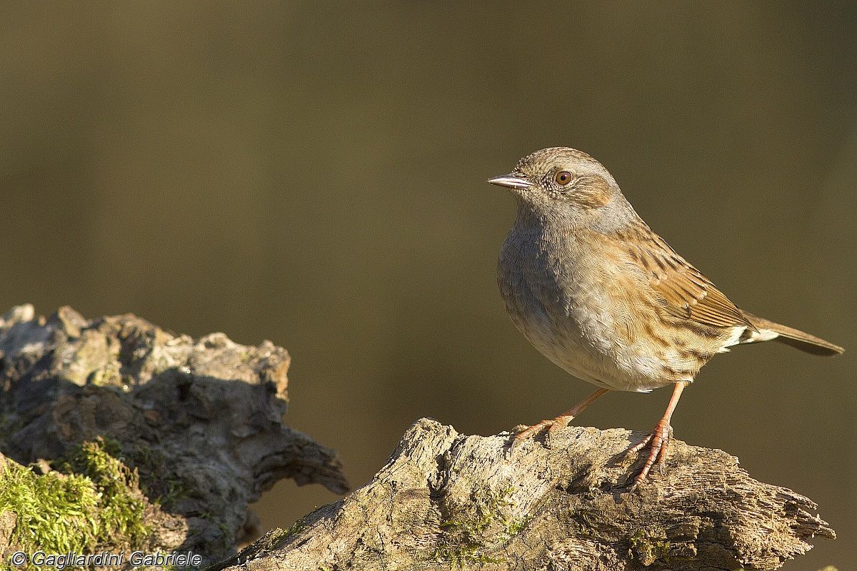 Dunnock