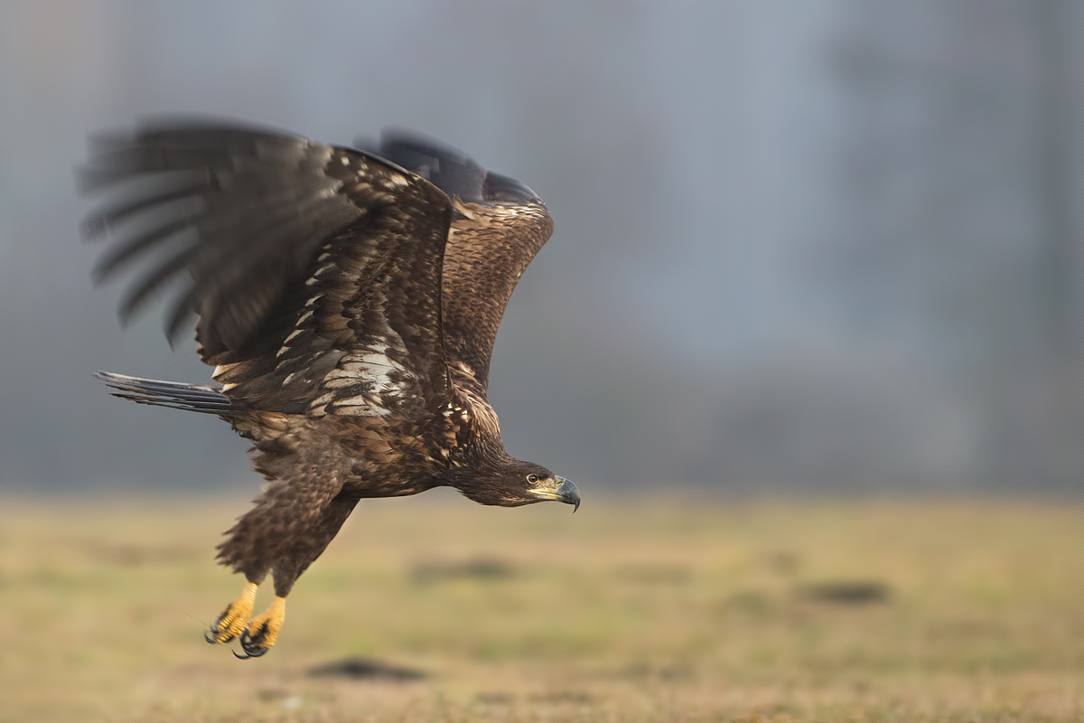 early in the morning ...