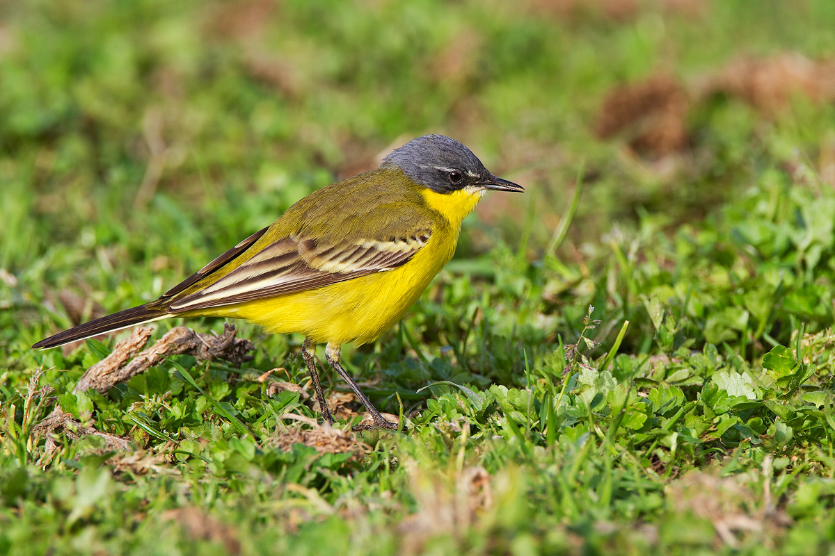 Cutrettola maschio ssp. flava