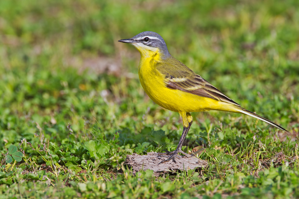 Cutrettola maschio ssp. flava