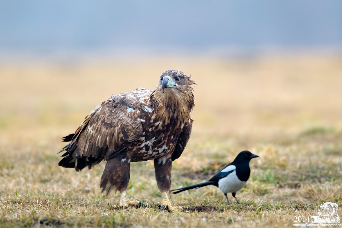 Piccola differenza!!!