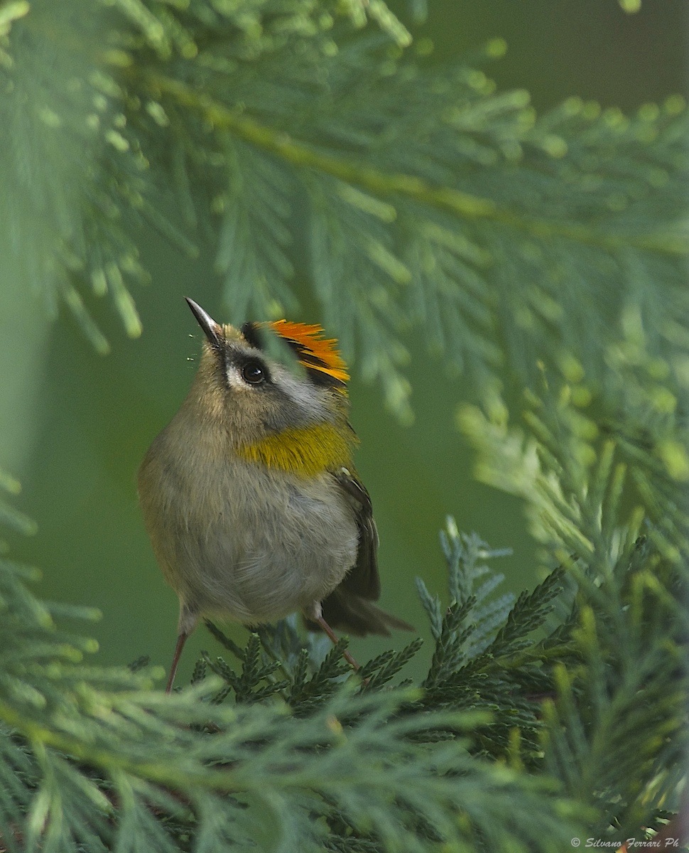 Firecrest