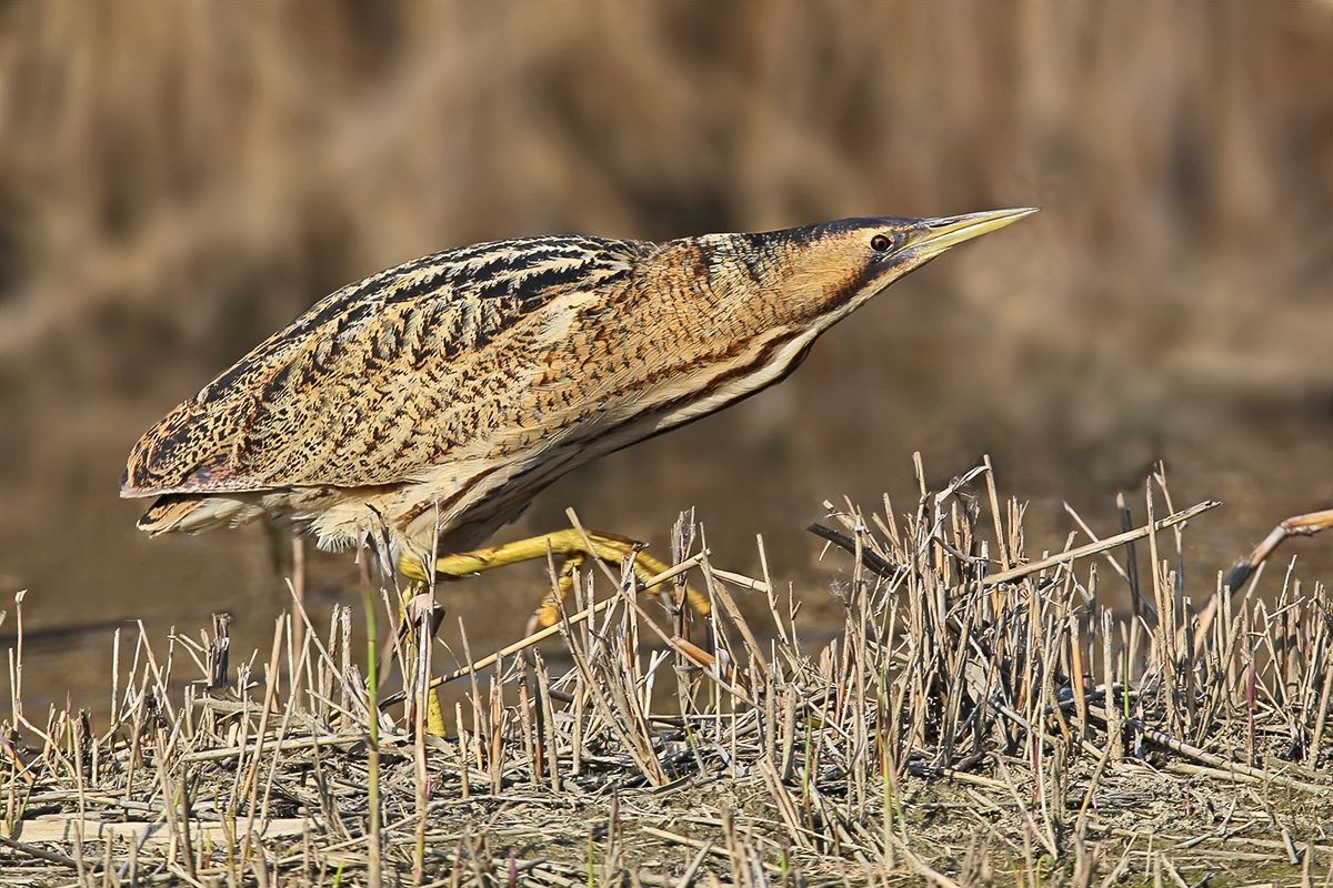 Bittern