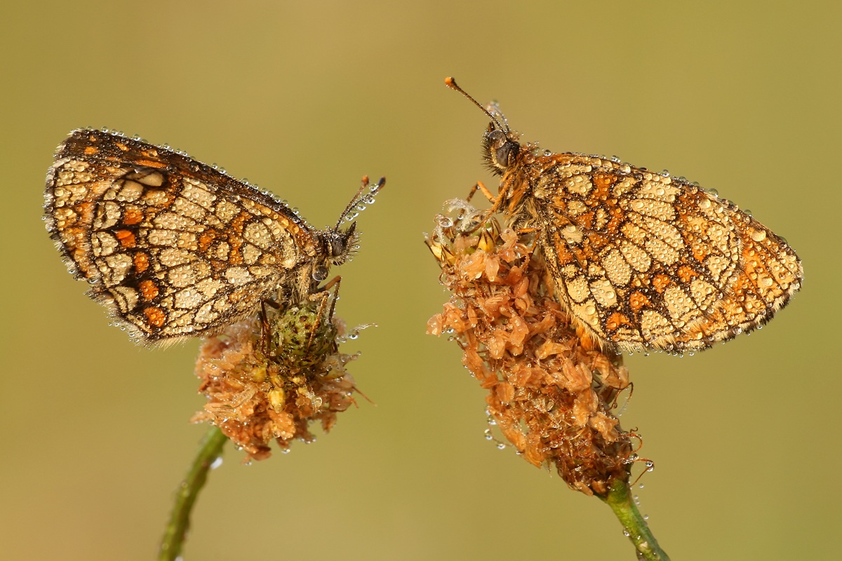 Melitaea athalia