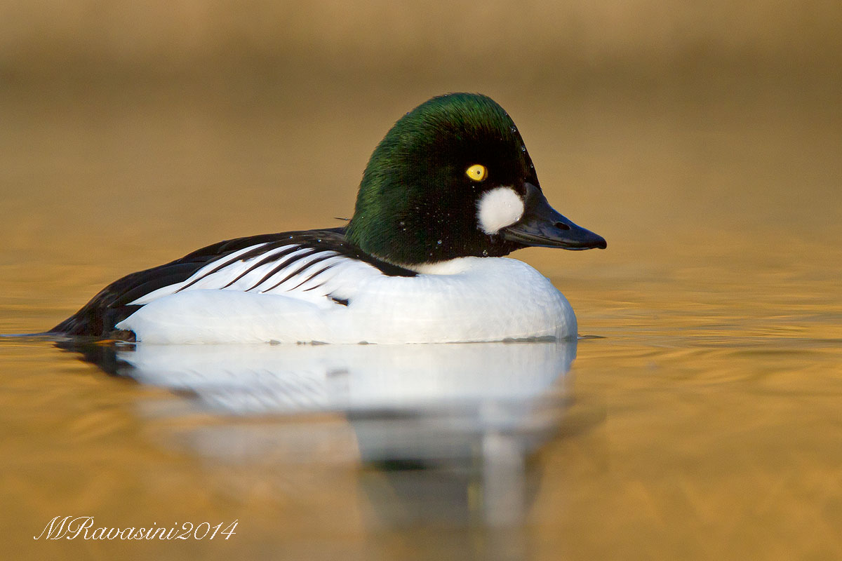 Quattrocchi maschio in abito nuziale