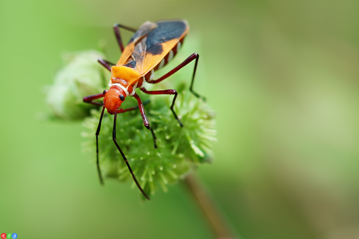 Milkweed Bug