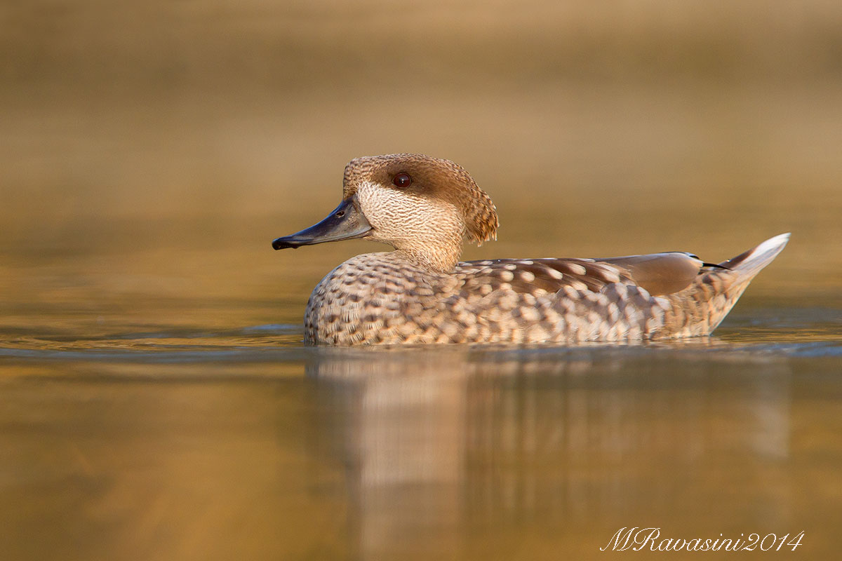 Anatra marmorizzata maschio,