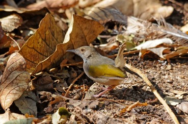 Camaroptera brachyura