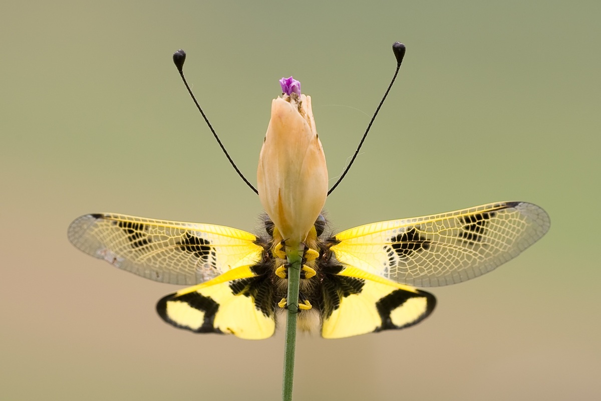 Libelloides macaronius