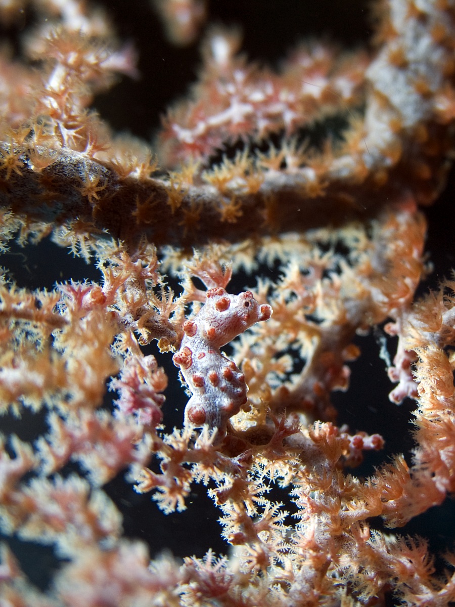 Pigmy Seahorse (Hyppocampus bargibanti) - Raja Ampat