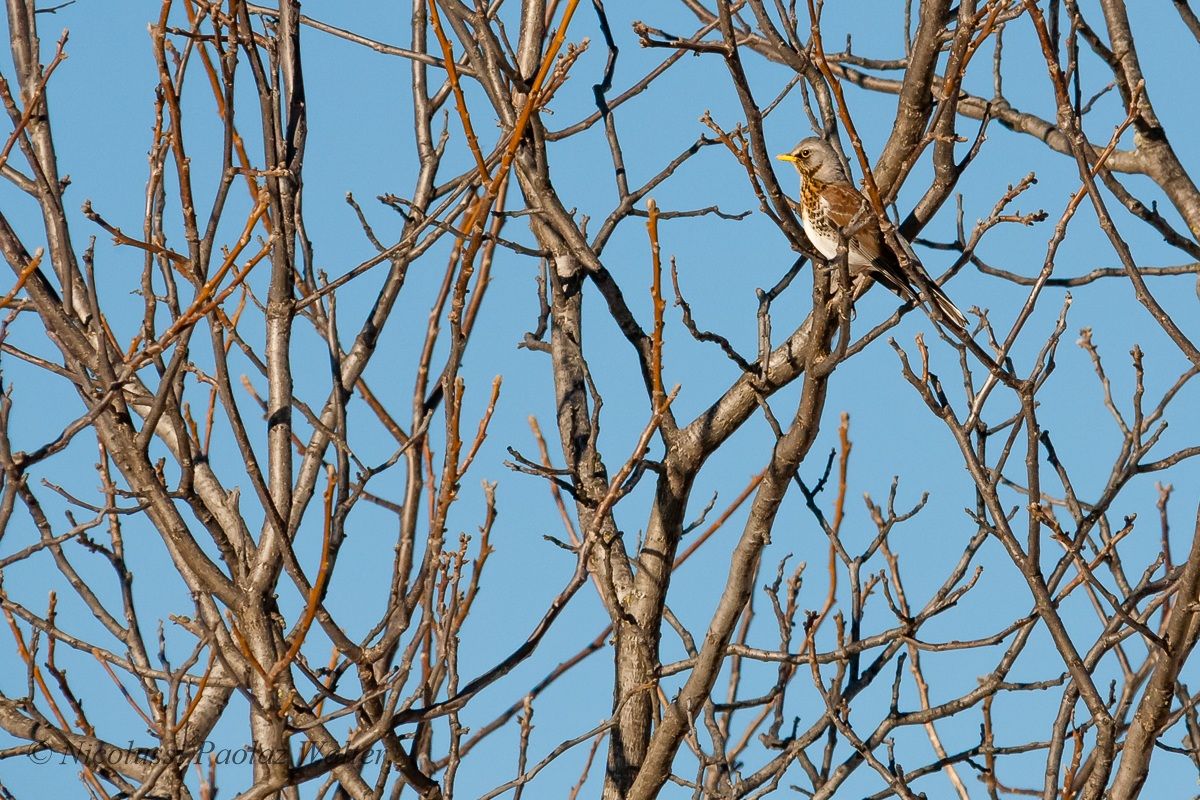 Mimetismo (quasi) perfetto [Turdus pilaris]
