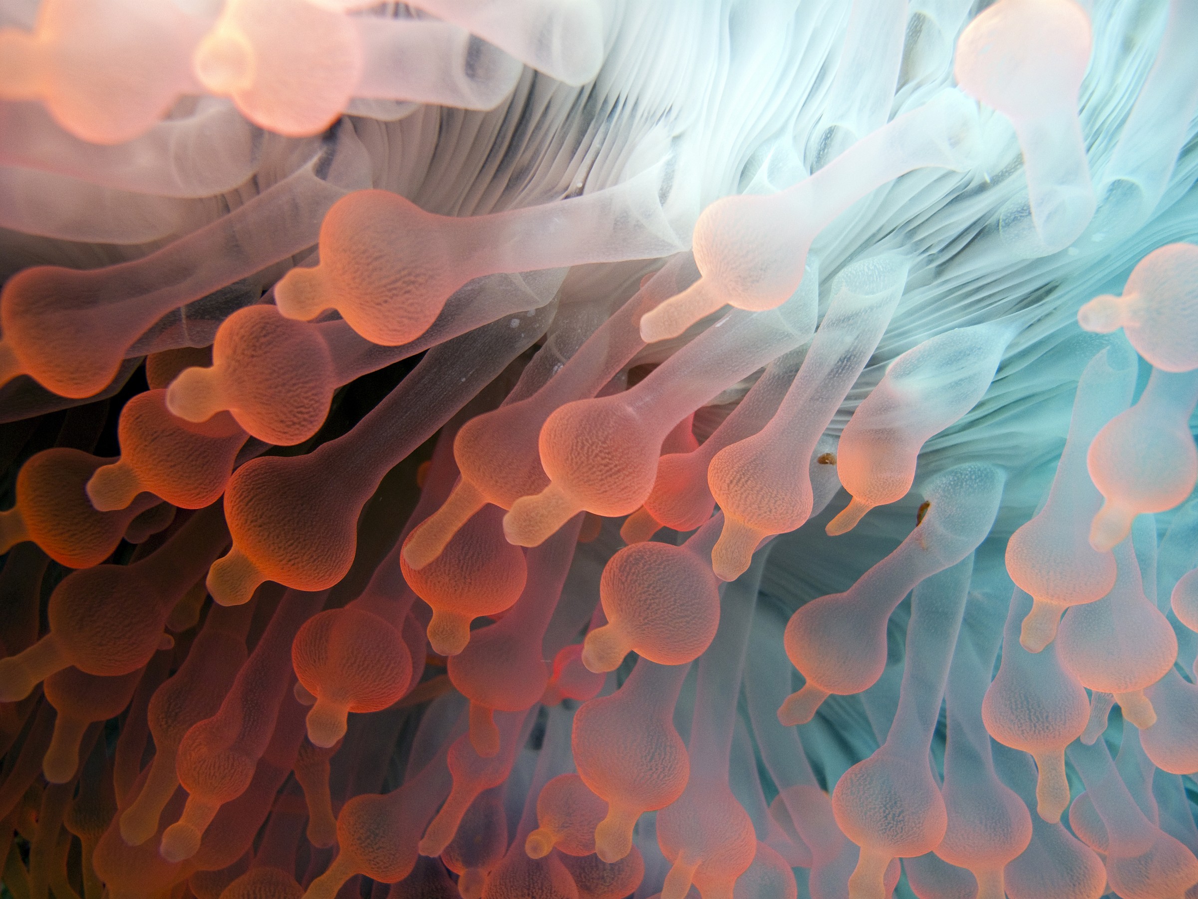 Pink Bubble-tip anemone (Entacmaea quadricolor)