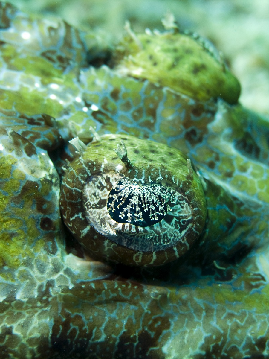Crocodilefish (Cymbacephalus beauforti) eyes