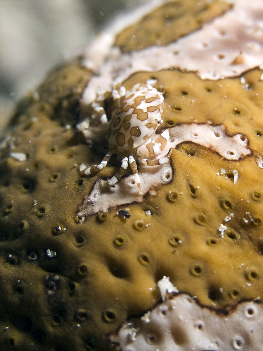 Sea Cucumber Crab (Lissocarcinus orbicularis)