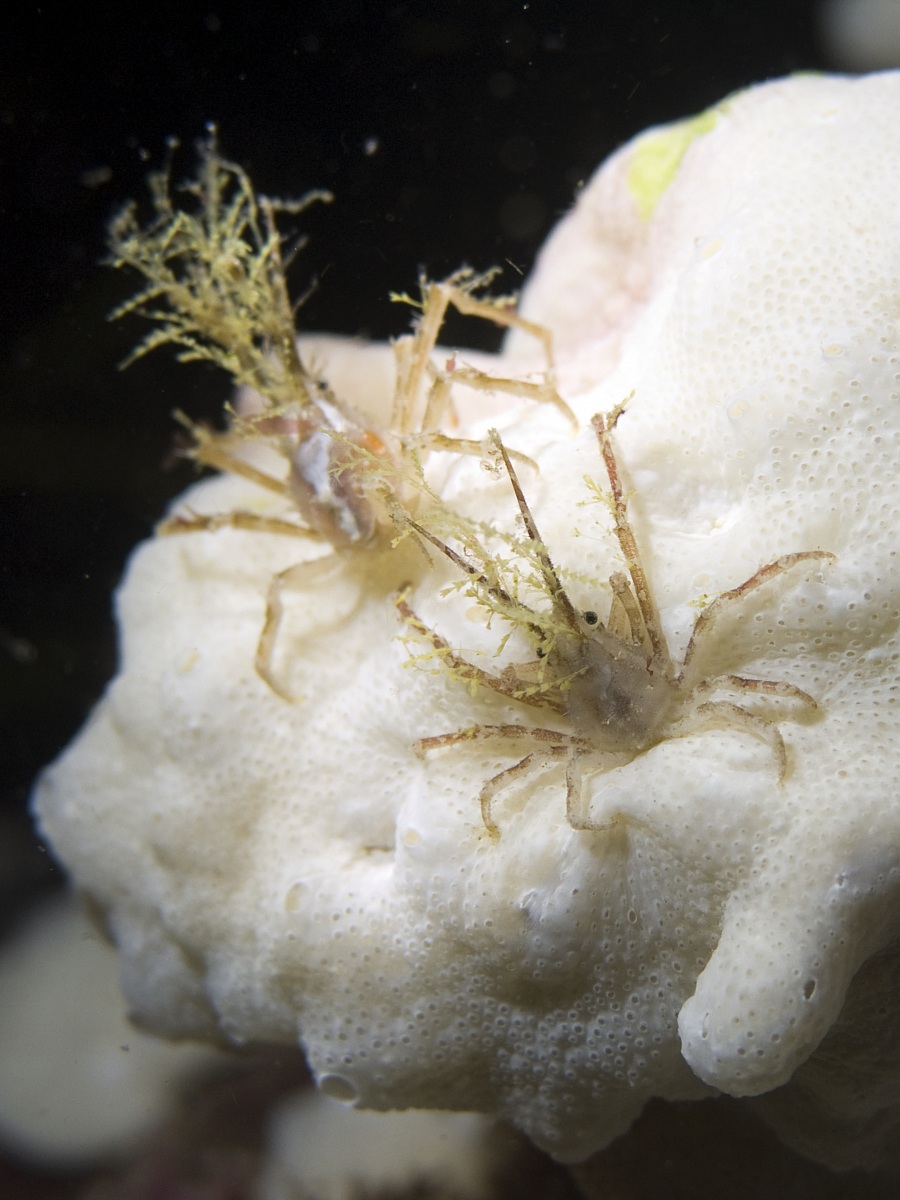 Hyastenus bispinosus (couple) - Raja Ampat