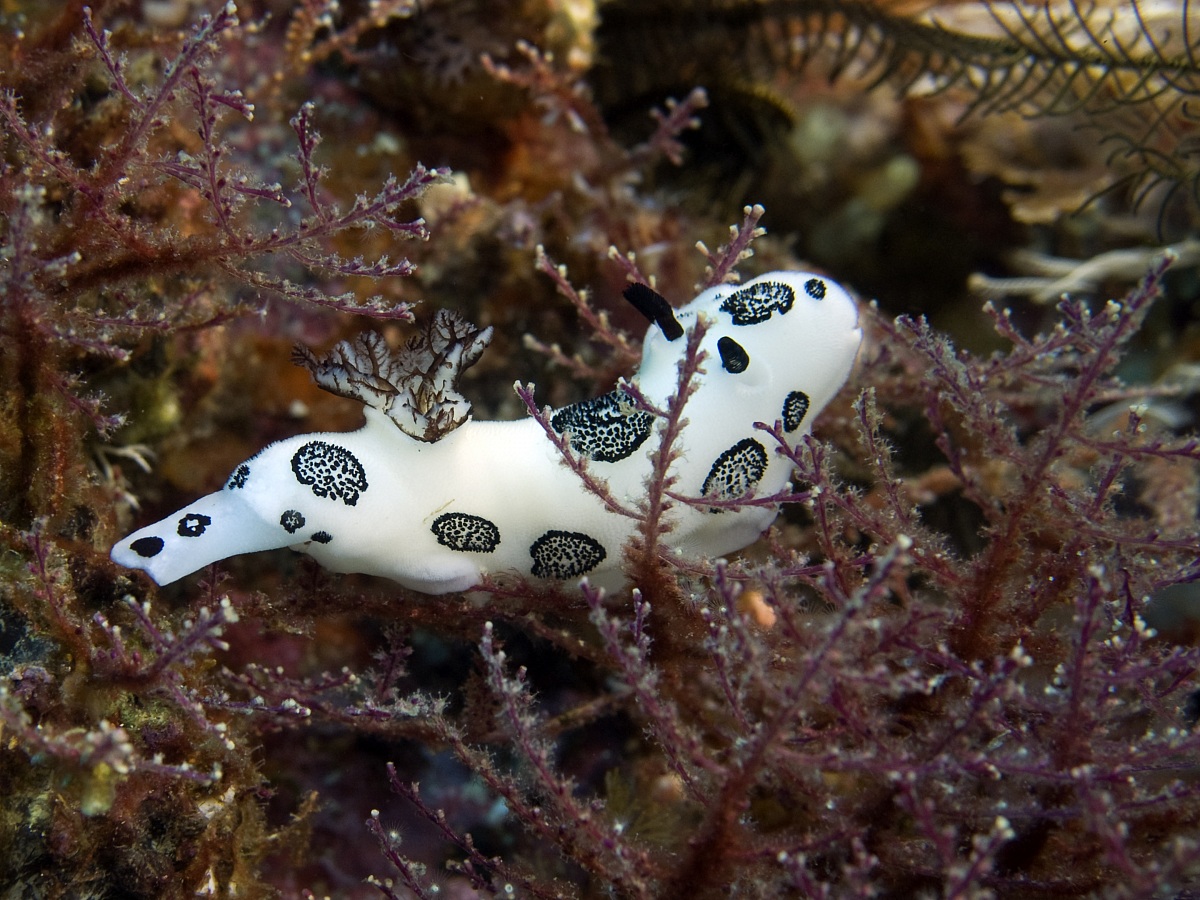Dotted Nudibranch (Jorunna funebris) - Raja Ampat