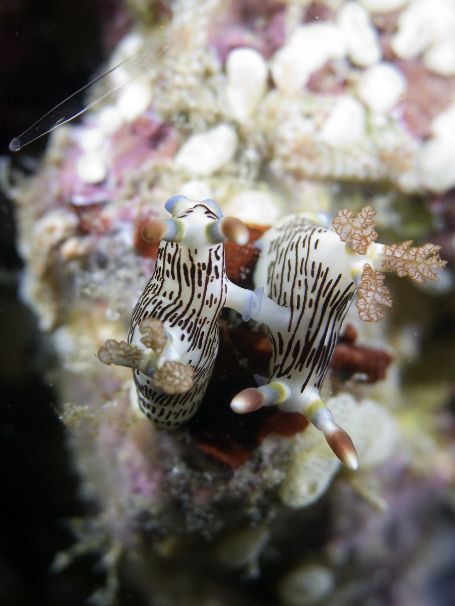 Mating Nembrotha lineolata Nudibranchs - Raja Ampat