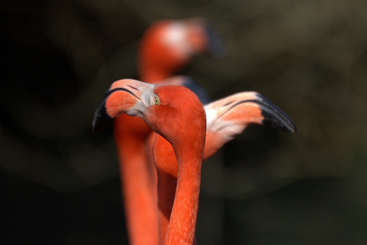 Phoenicopterus