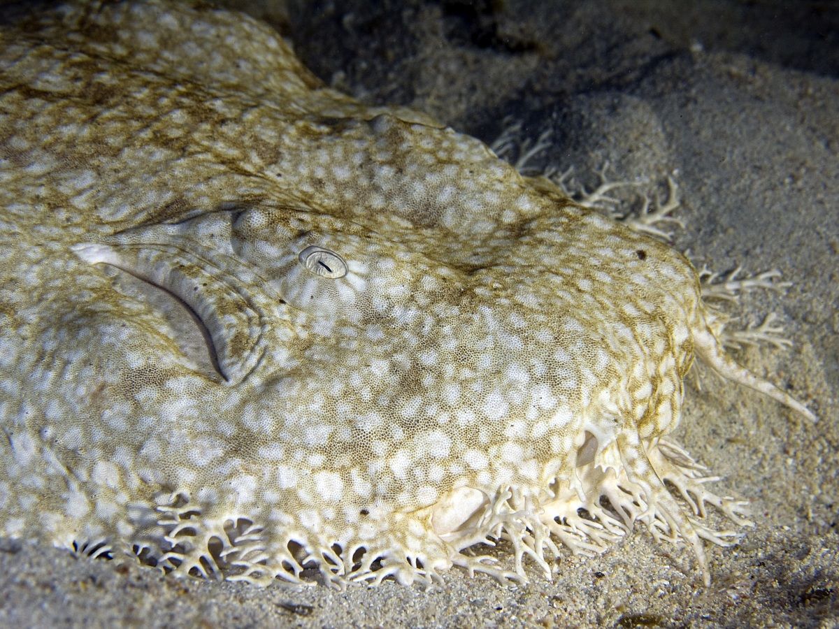 Wobbegong Shark (Orectolobus sp.) - Night Dive