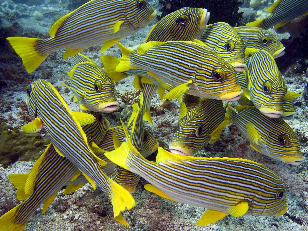 Sweetlips School - Raja Ampat