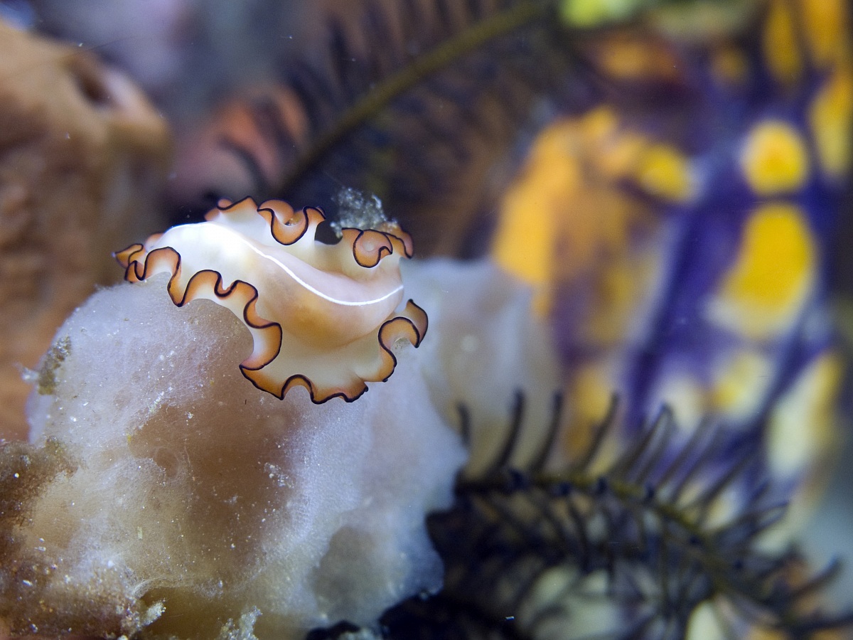 Flat Worm - Raja Ampat