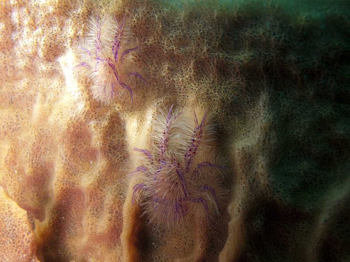 Pink Squat Lobsters (Lauriea siagiani) - Raja Ampat