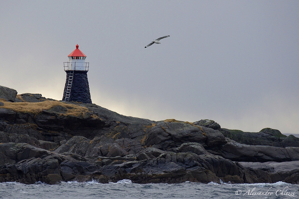 The lighthouse and seagull