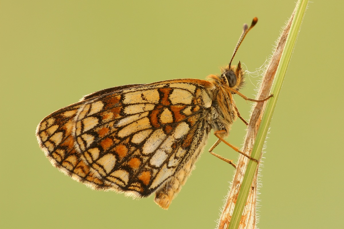Melitaea athalia