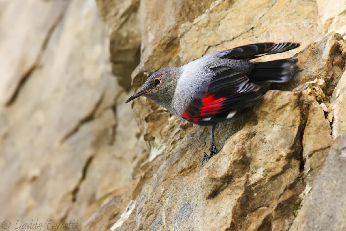 Giovane picchio muraiolo