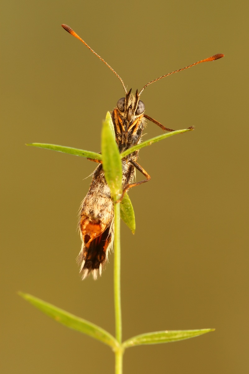 Melitaea athalia